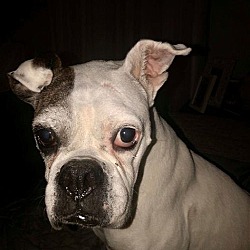 Photo of Petal
