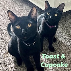 Photo of Cupcake BONDED with Toast