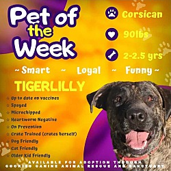 Thumbnail photo of Tiger Lilly #1