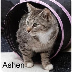 Photo of ASHEN