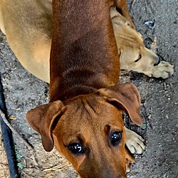 Thumbnail photo of Redbone Puppiesx #1