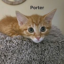 Thumbnail photo of Porter (24-758) #4