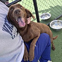 adopt a pet