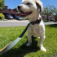 adopt-pet