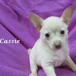 Thumbnail photo of Cassie #2