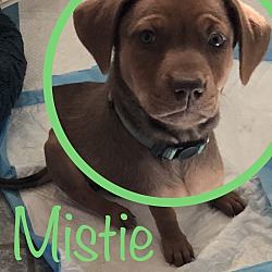 Thumbnail photo of Mistie #2