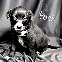 Thumbnail photo of Puck~adopted! #1