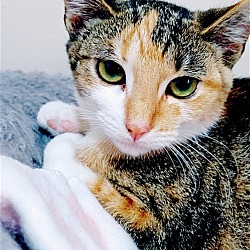 Thumbnail photo of Sapphire #2