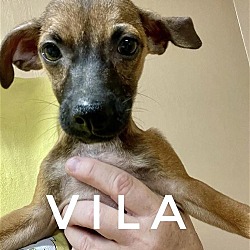 Photo of Vita