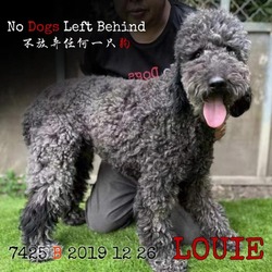 Photo of Louie 7425 9773 6813 3579