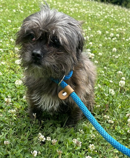 Photo of Timmy- ADOPTED!