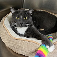 adopt a pet