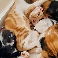 adopt a pet