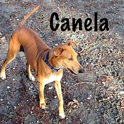 Thumbnail photo of Canela #1