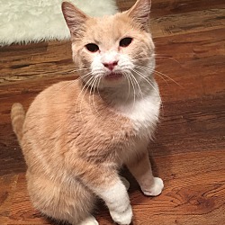 Kittens For Sale In Charlotte North Carolina Adoptapet Com