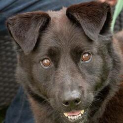 Labrador Retriever Puppies For Sale In Cleveland Ohio Adoptapet Com