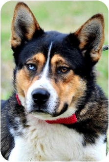 husky mountain dog mix