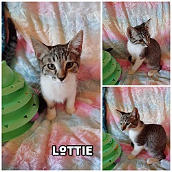 Thumbnail photo of Lottie #2
