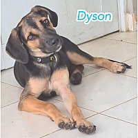 Photo of Dyson