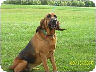 Oxford Mi Bloodhound Meet Georgia A Dog For Adoption
