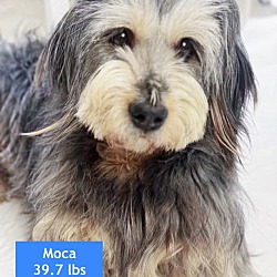Thumbnail photo of Moca #4