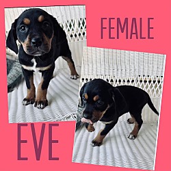 Photo of Eve1 Adoption Pending