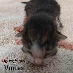 Photo of Twister Tails Litter: Vortex