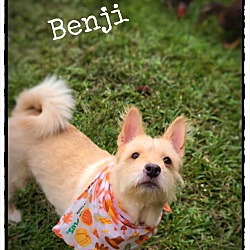 Thumbnail photo of Benji #2