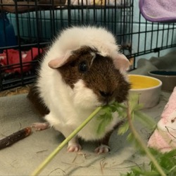 Thumbnail photo of Peanut #2