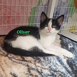 Thumbnail photo of Oliver #1