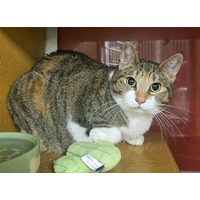 adopt-pet