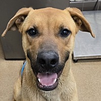 adopt a pet