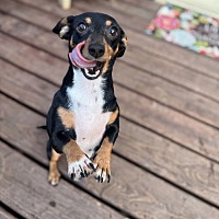 adopt a pet