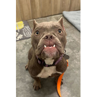 adopt-pet