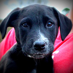 Thumbnail photo of Dingo ~ meet me! #1