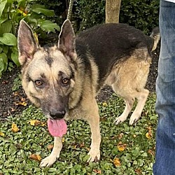 Photo of Toby Hoss (Shepherd)