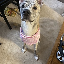 Photo of Willow