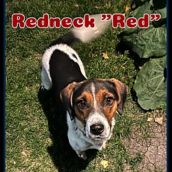 Thumbnail photo of Red #1
