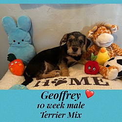 Photo of GEOFFREY 10 WEEK TERRIER