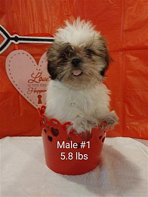 Georgia shih hot sale tzu rescue