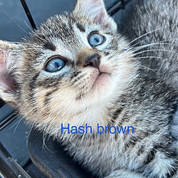 Thumbnail photo of Hash brown #1