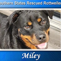 Thumbnail photo of Miley (HEARTWORM POSITIVE) #1