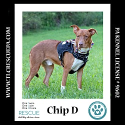 Thumbnail photo of Chip D 081724 #1