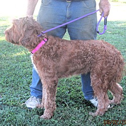 Thumbnail photo of Ginger #4