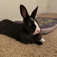 adopt-pet