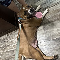 adopt a pet