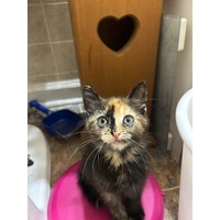 adopt-pet