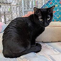 adopt-pet