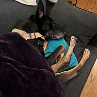 adopt a pet