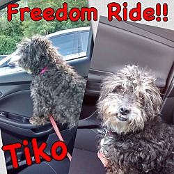 Thumbnail photo of Tiko #1